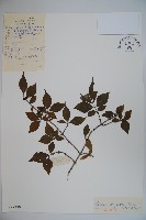 金花忍冬藏品圖，第1張