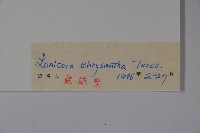 金花忍冬藏品圖，第2張