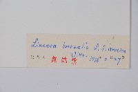 林奈木藏品圖，第2張