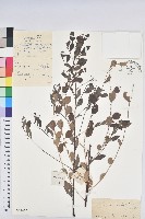 葉底珠、市蔥密花葉底珠藏品圖，第1張