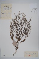 斑種草藏品圖，第1張