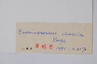 斑種草藏品圖，第2張
