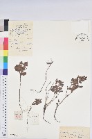 高山越橘藏品圖，第1張