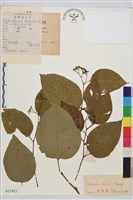 枳椇藏品圖，第1張