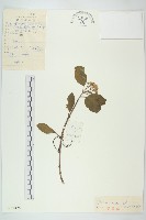 紅瑞木藏品圖，第1張