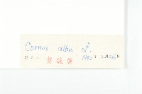 紅瑞木藏品圖，第3張