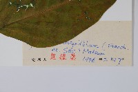 潮風草藏品圖，第2張