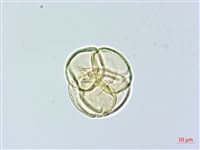 腎葉鹿蹄草藏品圖，第2張