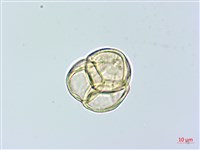 腎葉鹿蹄草藏品圖，第3張