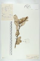 胡頹子藏品圖，第1張