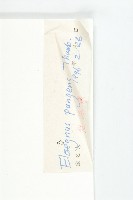 胡頹子藏品圖，第3張