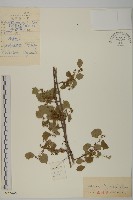 刺苞南蚊藤藏品圖，第1張