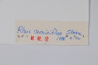 漆樹藏品圖，第2張