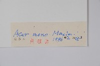 元寶楓, 地錦槭藏品圖，第2張