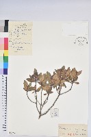 照白杜鵑藏品圖，第1張