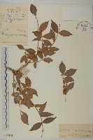 衛矛藏品圖，第1張