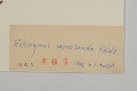 衛矛藏品圖，第3張