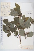 紅瑞木藏品圖，第1張