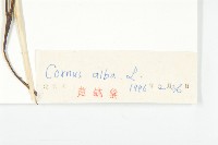 紅瑞木藏品圖，第3張