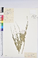 地构葉藏品圖，第1張
