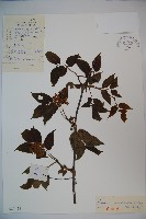 東北接骨木藏品圖，第1張