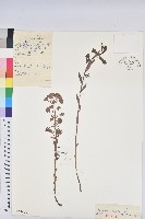 乳漿大戟藏品圖，第1張