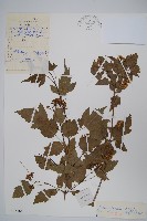 華北茶條槭藏品圖，第1張