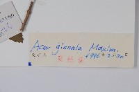 華北茶條槭藏品圖，第2張