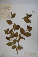 蔥皮忍冬藏品圖，第1張