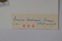 蔥皮忍冬藏品圖，第2張