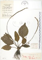 車前草藏品圖，第1張