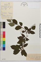 東北鼠李藏品圖，第1張