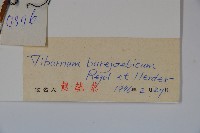 暖條莢迷藏品圖，第2張