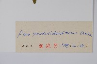 偽巴槭藏品圖，第2張