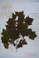 毛脈槭藏品圖，第1張