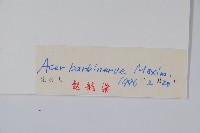 毛脈槭藏品圖，第2張