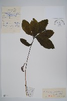 山茄子藏品圖，第1張