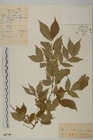 瘤枝衛矛藏品圖，第1張