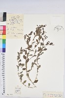 葉底珠、市蔥密花葉底珠藏品圖，第1張