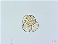 紅花鹿蹄草藏品圖，第1張