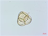 紅花鹿蹄草藏品圖，第2張