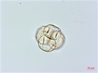 紅花鹿蹄草藏品圖，第3張