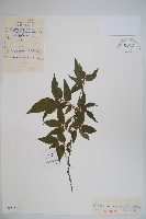 紫枝忍冬藏品圖，第1張