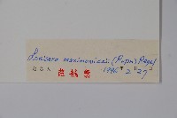 紫枝忍冬藏品圖，第2張
