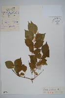 早花忍冬藏品圖，第1張