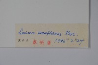 早花忍冬藏品圖，第2張