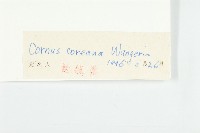 朝鮮山茱萸藏品圖，第3張