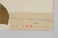 黃瓢子藏品圖，第3張