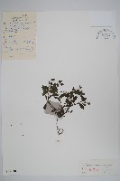 附地菜藏品圖，第1張