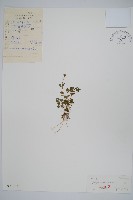 五福花藏品圖，第1張